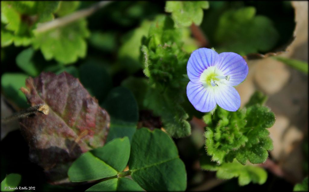 Veronica sp.? Si pu determinare la specie esatta?